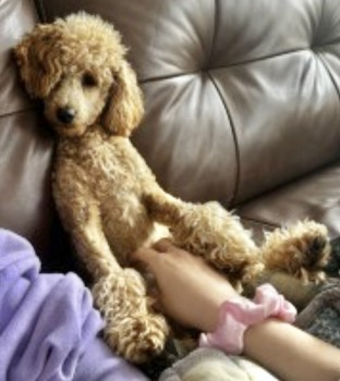 millypod1's tweet photo. TALULAH HOME SAFE. THANKS FOR RT's 😊🐕🐾
🆘1 JUNE 2024 #Lost TALULAH #ScanMe
YOUNG Light Apricot Poodle: Toy Female
Brockadale Nature Reserve #Pontefract #Wakefield #Yorkshire #WF8
https://t.co/j6FzhuoErf https://t.co/xLaIeNASGX