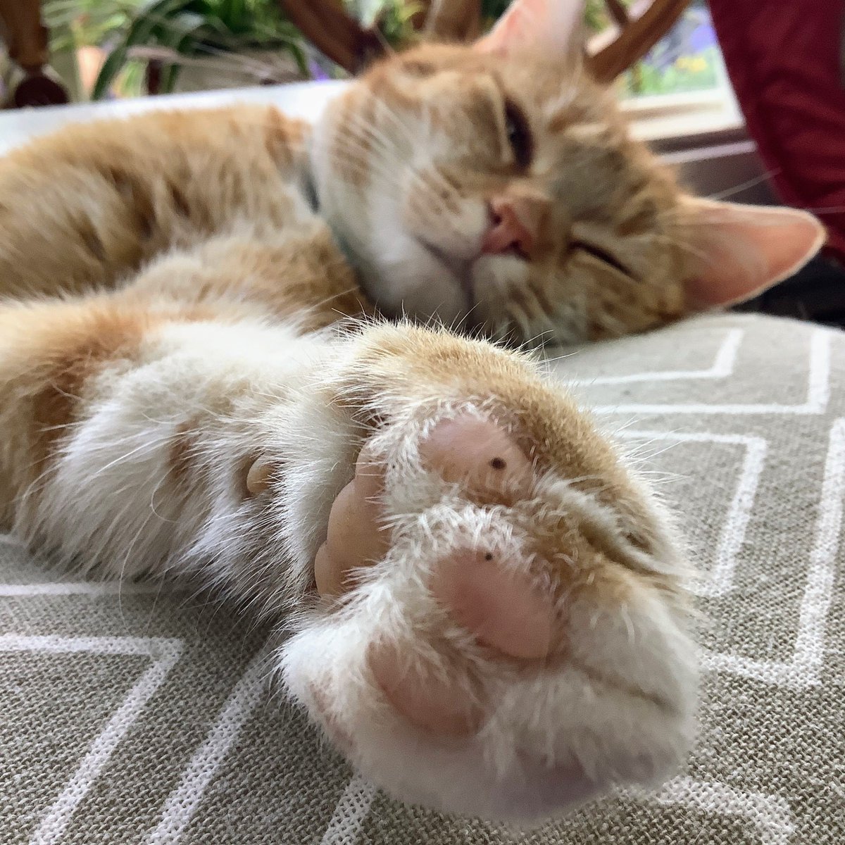 VischLa's tweet image. Pink toe beans! Have a lovely Monday 😃

#HarissaTheCat #RedCat
