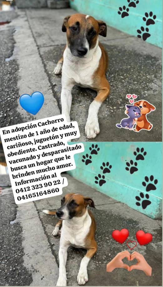 Lo dejaron los dueños en una pensión en la Avenida Baralt,pero ahora anda por la zona. Los vecinos lo alimentan, necesita casita urgente 😢