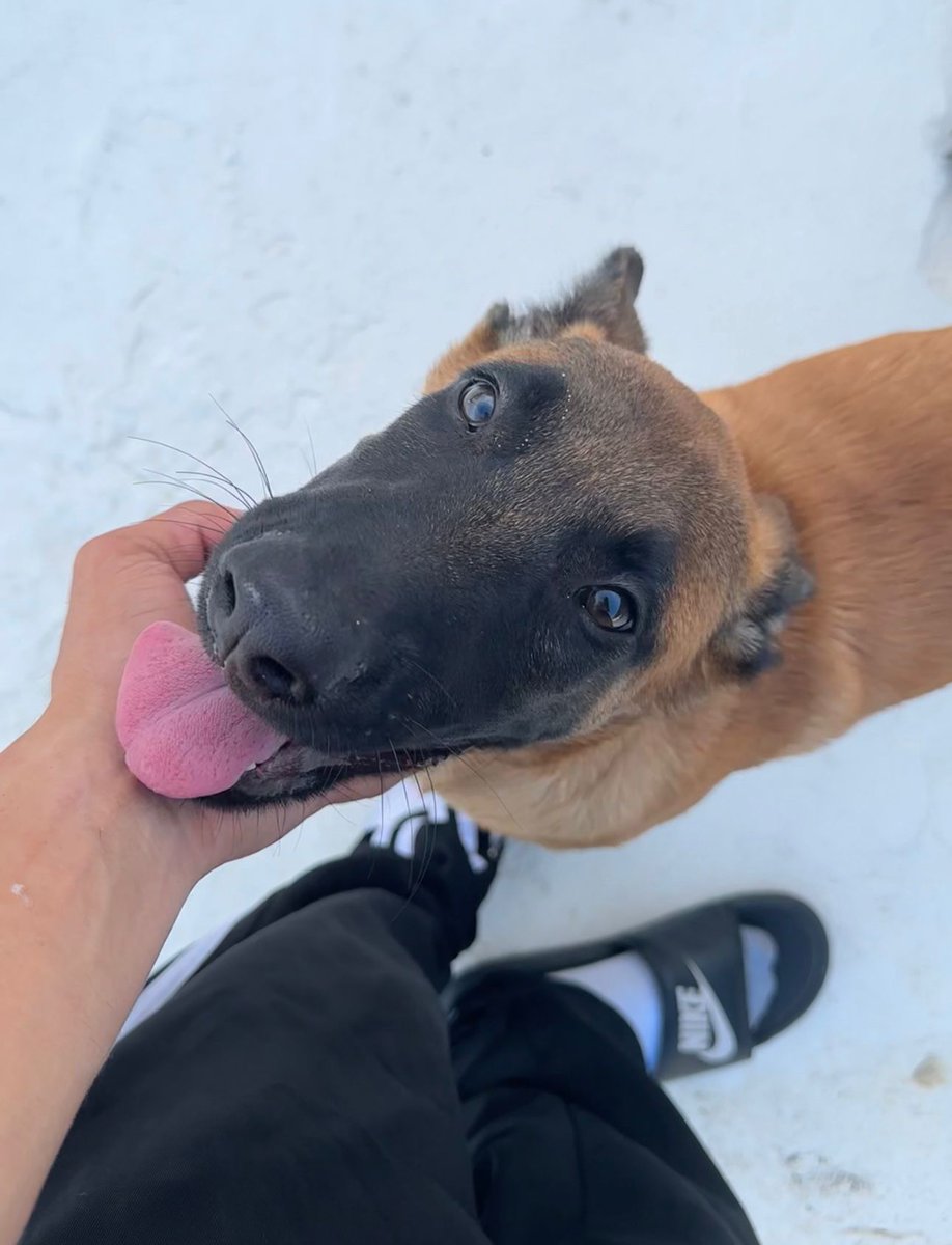siul_suarez05's tweet photo. Hola! Este es Ranger, el perro de mi hijo. Tiene tres meses y ahora mismo esta hospitalizado por Parvovirus. Desde el miercoles 29 de mayo y hoy es que ya se ha empezado a ver una mejoría.  Pueden donar por ATH Movil al 939-223-2442 o por paypal a suarezfalcon05@gmail.com. https://t.co/Y8XSxuPRae