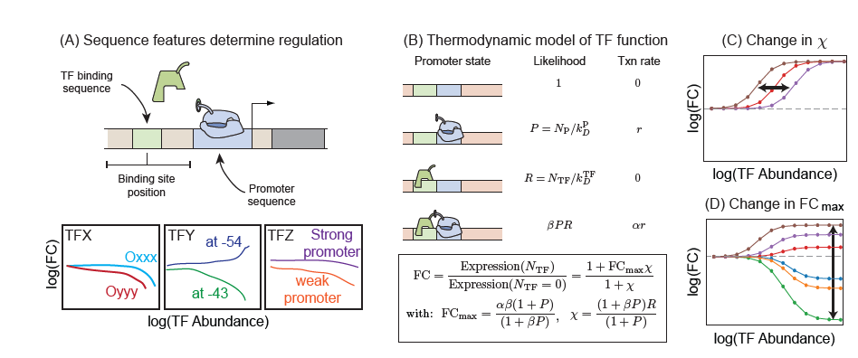 We posted a new preprint (biorxiv.org/content/10.110…).  We've been thinking about how to characterize TF function. One challenge is that function and occupancy are difficult to disentangle. We use a simple model and a simple system to test how promoter features change function.
