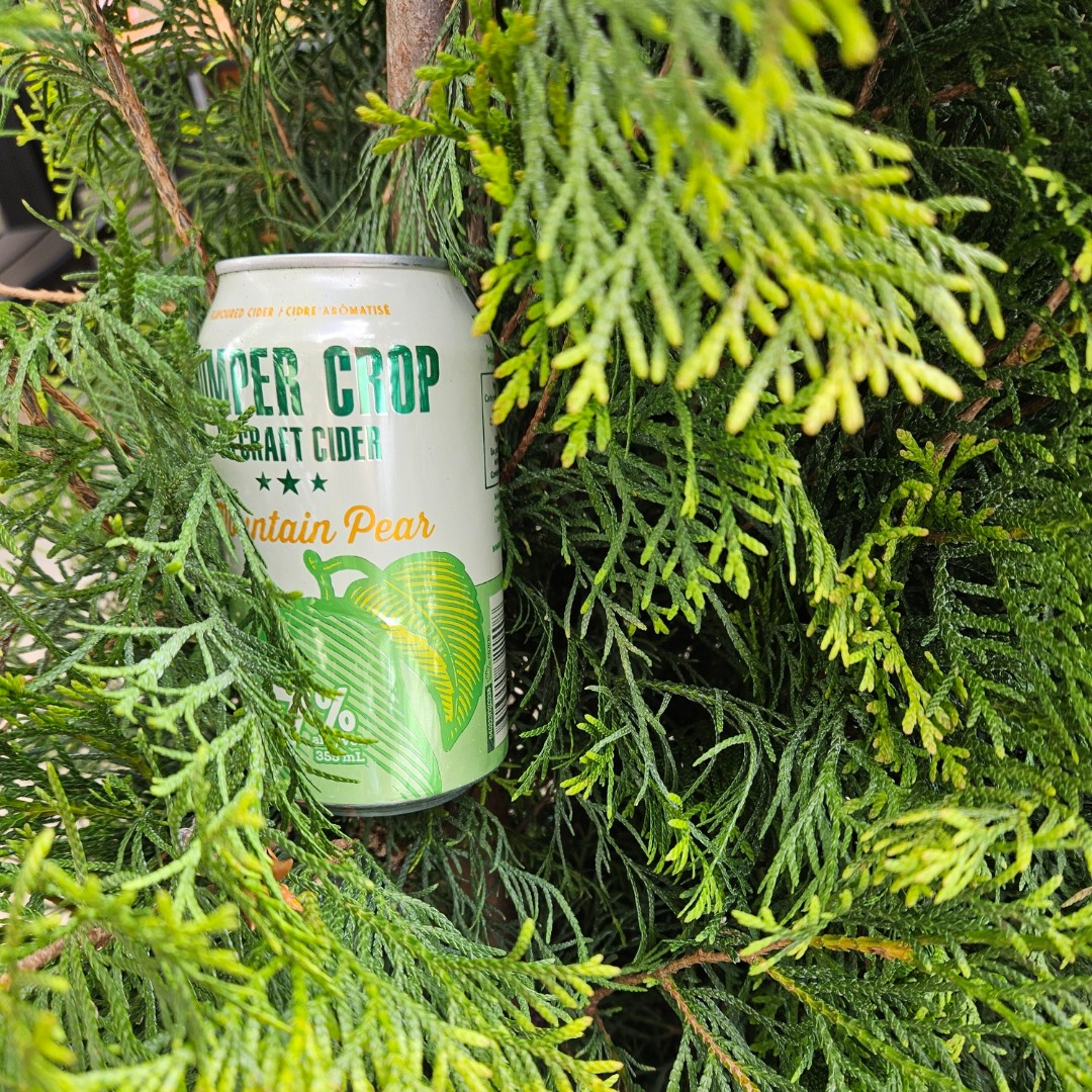 🍐🍻 Raise a glass of our crisp and delicious freshly picked pear cider! Made with only the juiciest pears, this refreshing drink is a must-try for all cider lovers. Get it while it's in season and enjoy the taste of summer in every sip! 🍐🍻 #TheWood #PearCider #Canmore