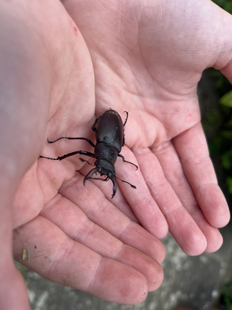 emmacadler's tweet photo. Our first few days of #30DaysWild have mostly been spent bug-hunting

🐛 🐜 🦋 With a magnificent stag beetle, a friendly small magpie moth and more! https://t.co/VP8VHobser