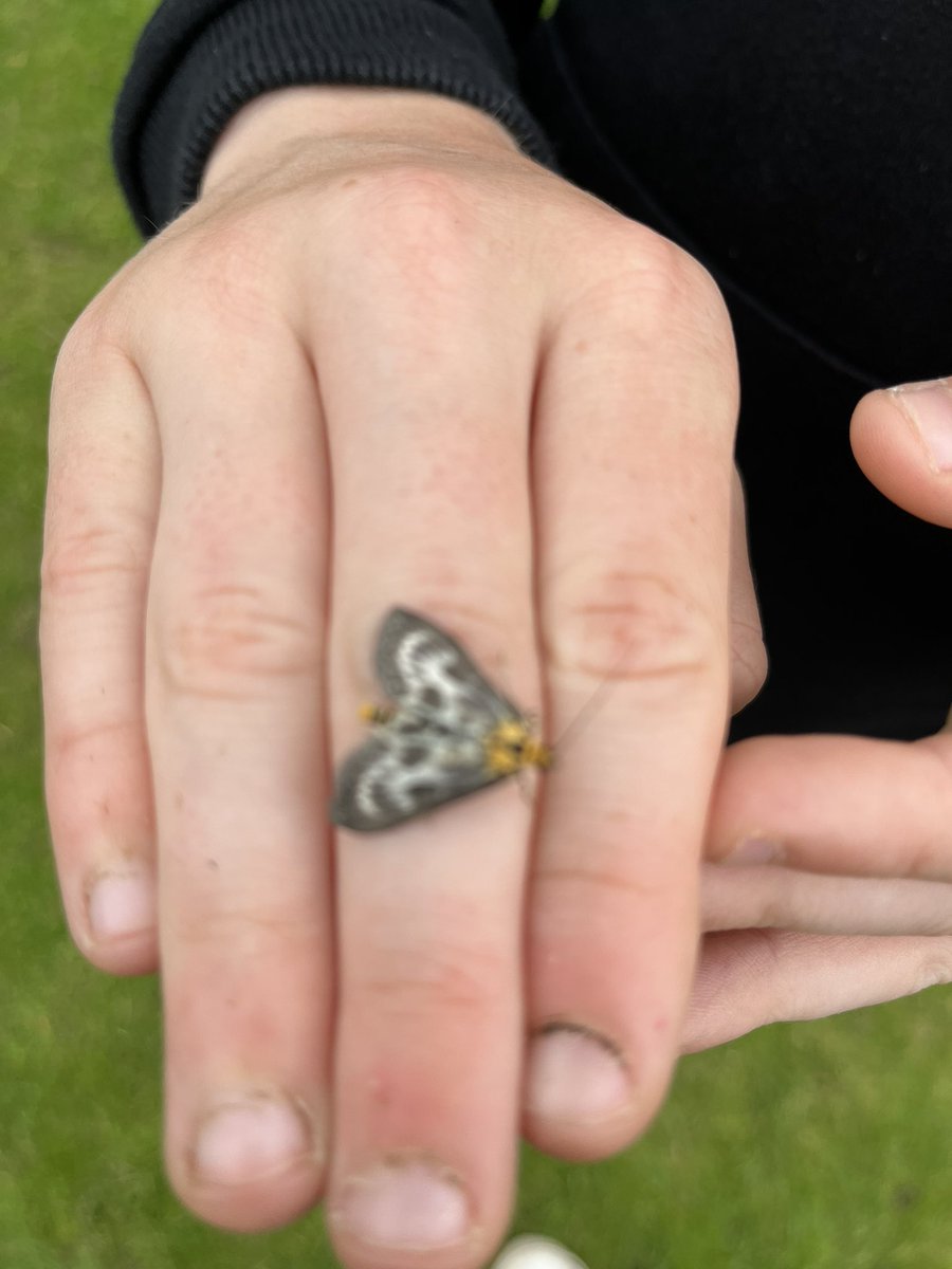 Our first few days of #30DaysWild have mostly been spent bug-hunting

🐛 🐜 🦋 With a magnificent stag beetle, a friendly small magpie moth and more!