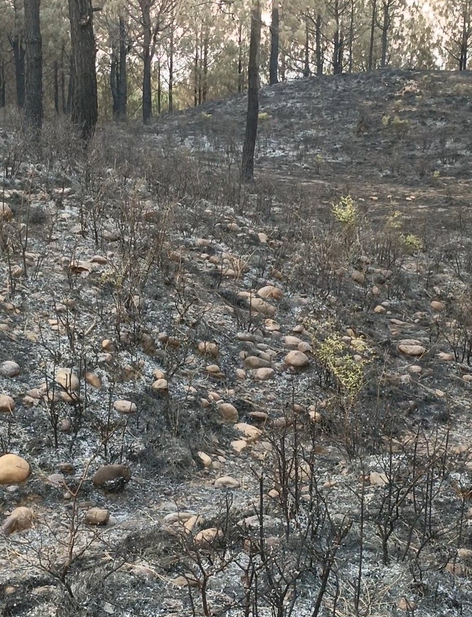 Nasir Raja tweet media