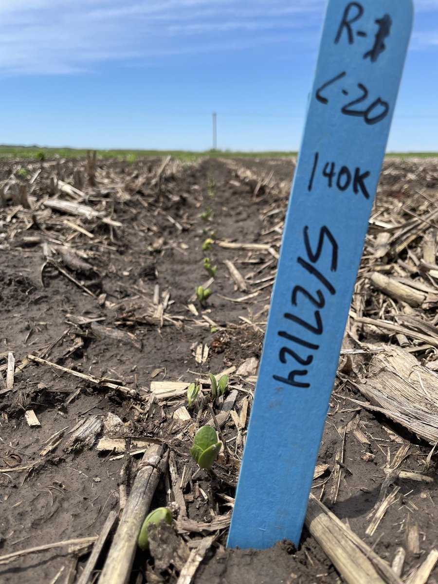 Bayer4CropsGLC's tweet photo. A little update on the soybean planting date trial. Planting date 1 on March 18th took about 40 days to emerge. These were planted a week ago. #plant24 #stillplanting #Bayer4NE https://t.co/BiYx8XgmiN