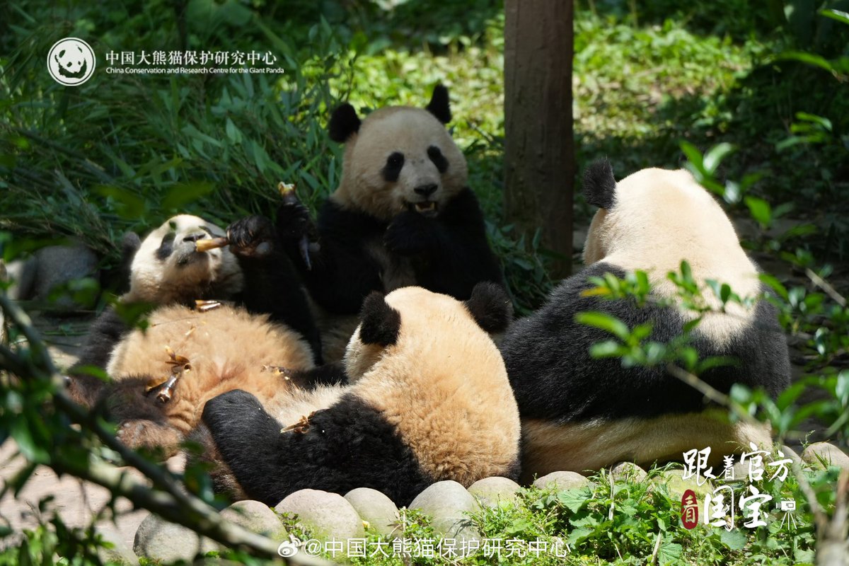 MuLiaoYa's tweet photo. @Sangnyang16 我国好几个大熊猫培育基地，培育的熊猫上百只，且有最适合它们生活的栖息地，没有比我们国家更懂得如何养护大熊猫 https://t.co/mR2TLsYyF9