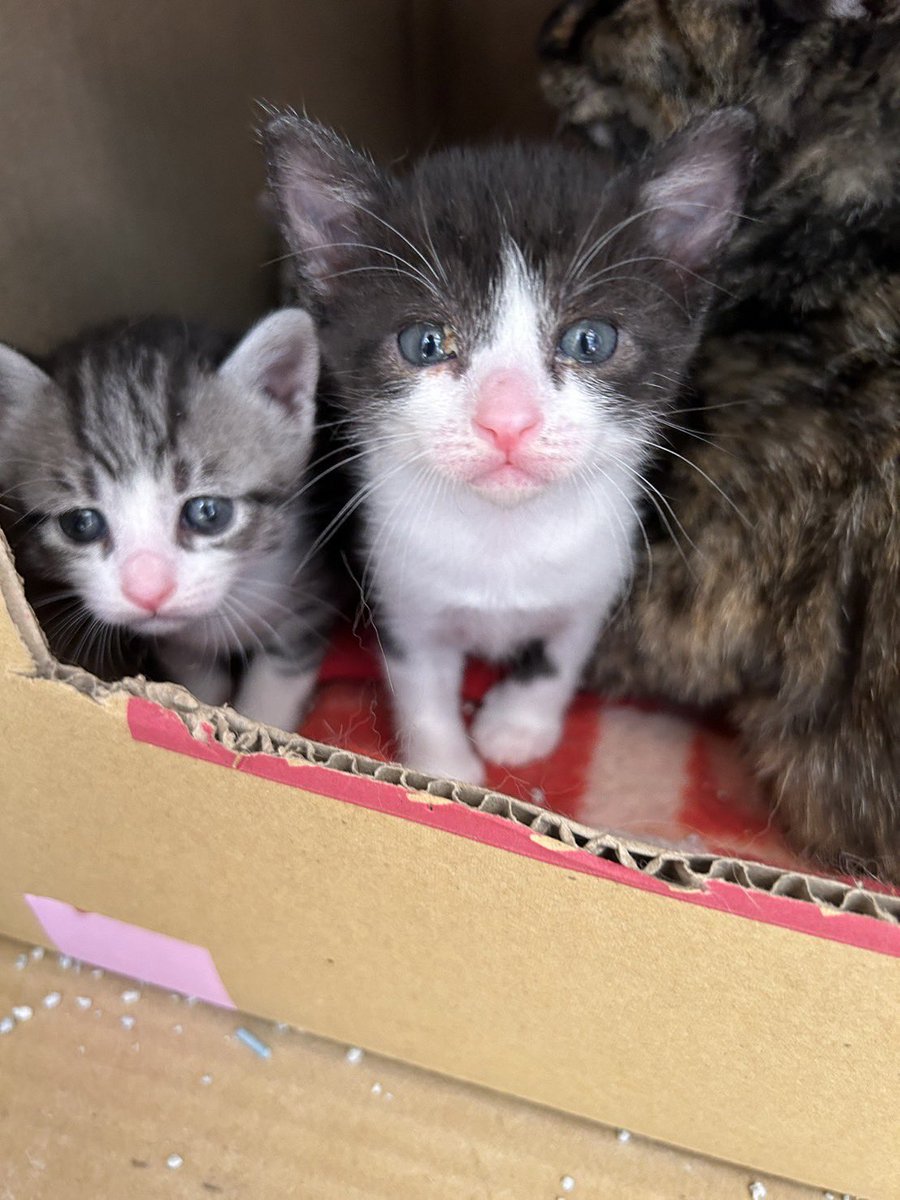 NPO Sakura Cat (@sakuracathaiji) / Posts / X