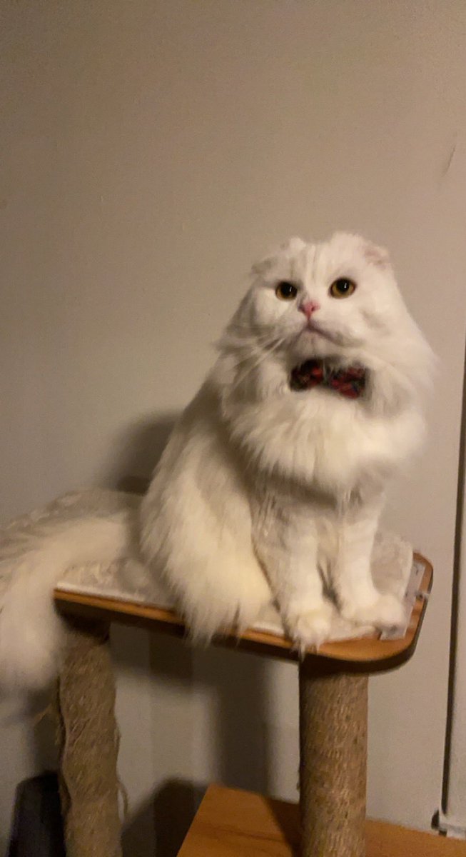 Rebecca Z tweet media