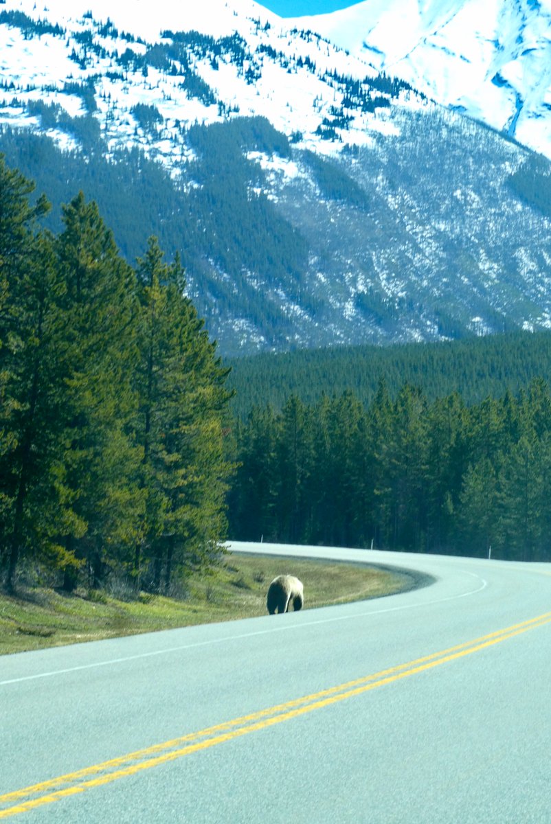 Seeing roadside wildlife in K-Country is awesome. But it's critical for the safety of the wildlife – and yours, too – that you do it right. See our tips for Roadside Wildlife Viewing in K-Country on this week's #WednesdayFriendsDay
kananaskis.org/tips-for-roads…