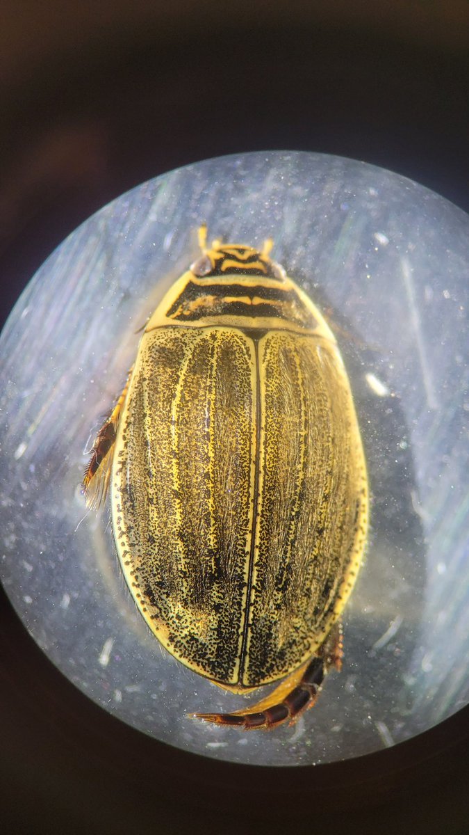 Charlie Patel tweet media