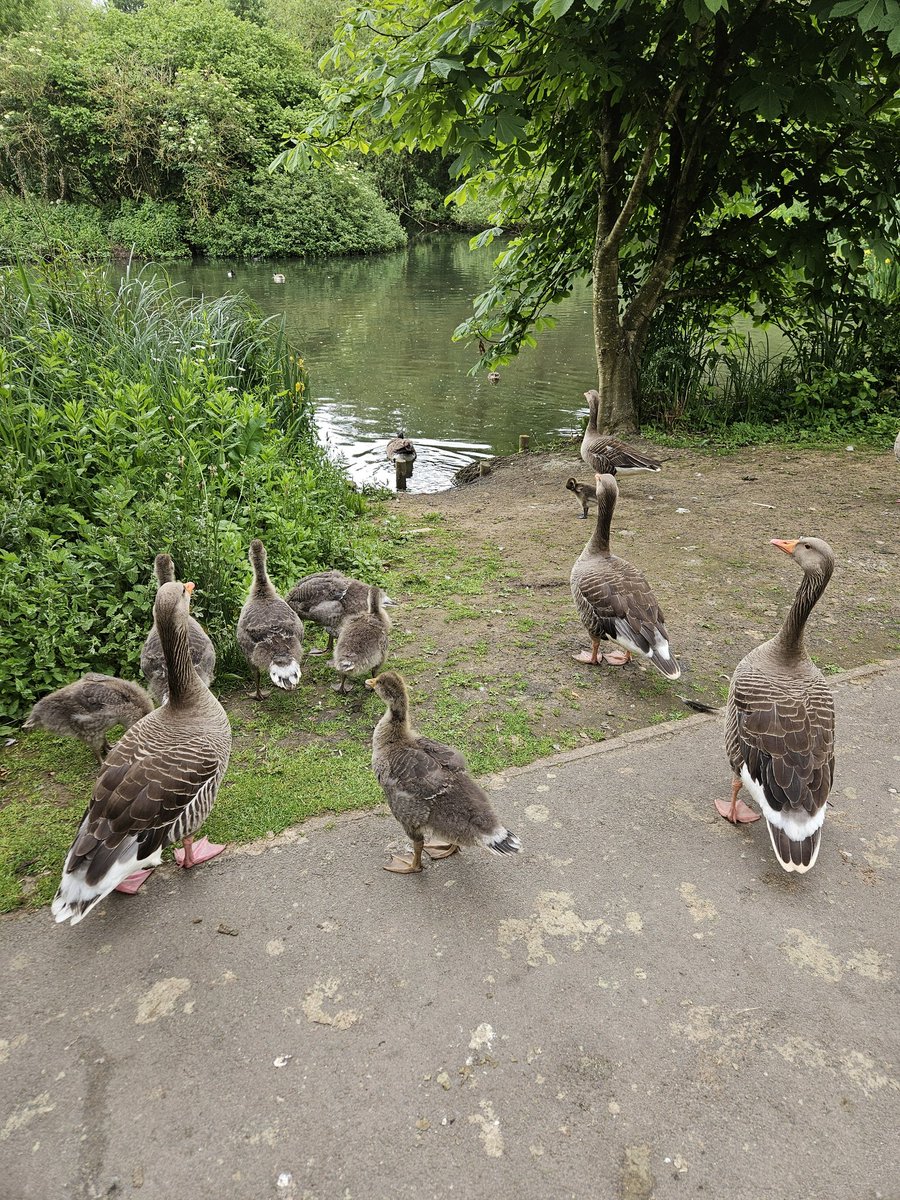 cathfenn's tweet photo. Day 3 #30DaysWild walking by the lakes.
#GettingOutandAbout ##OutsideIsFree https://t.co/RyPprASBna