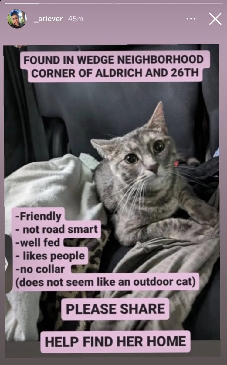 WedgeLIVE's tweet photo. Cat found in the Wedge https://t.co/Oh41bye81t