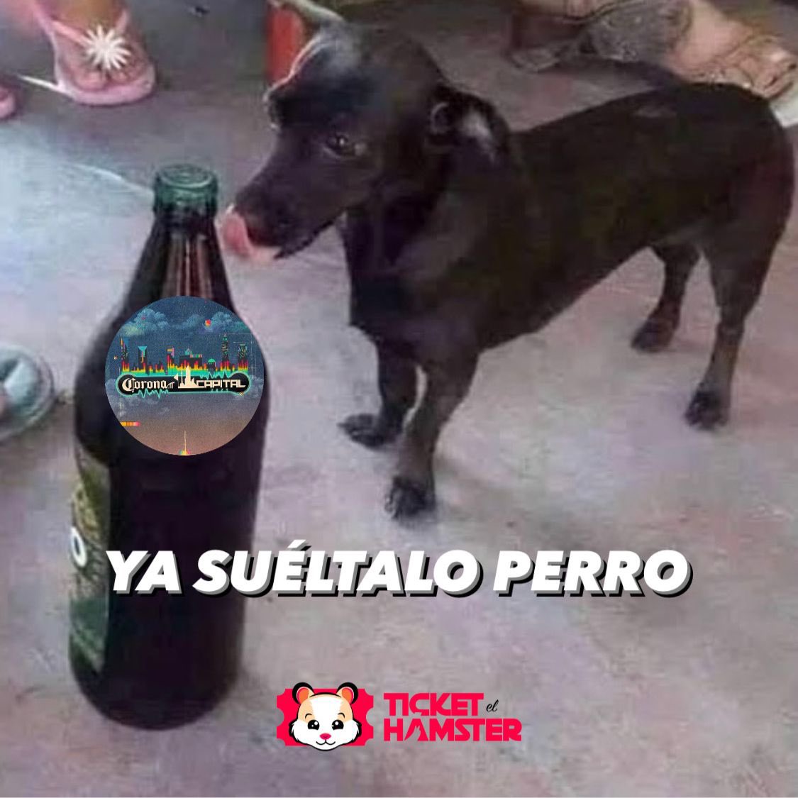 ticketelhamster's tweet photo. 👀👀👀

#CoronaCapital #ticketelhamster 🐹 https://t.co/EsoDBVlHBY