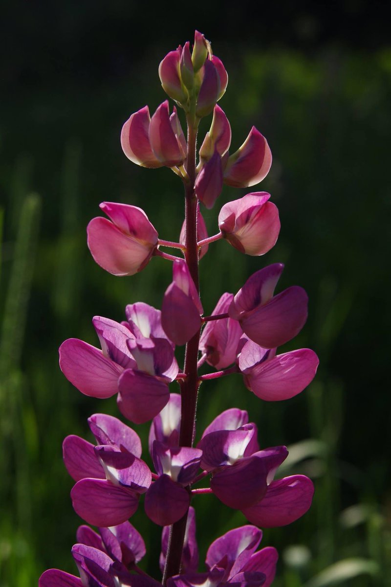 Lupine By ~ Wm. Pead