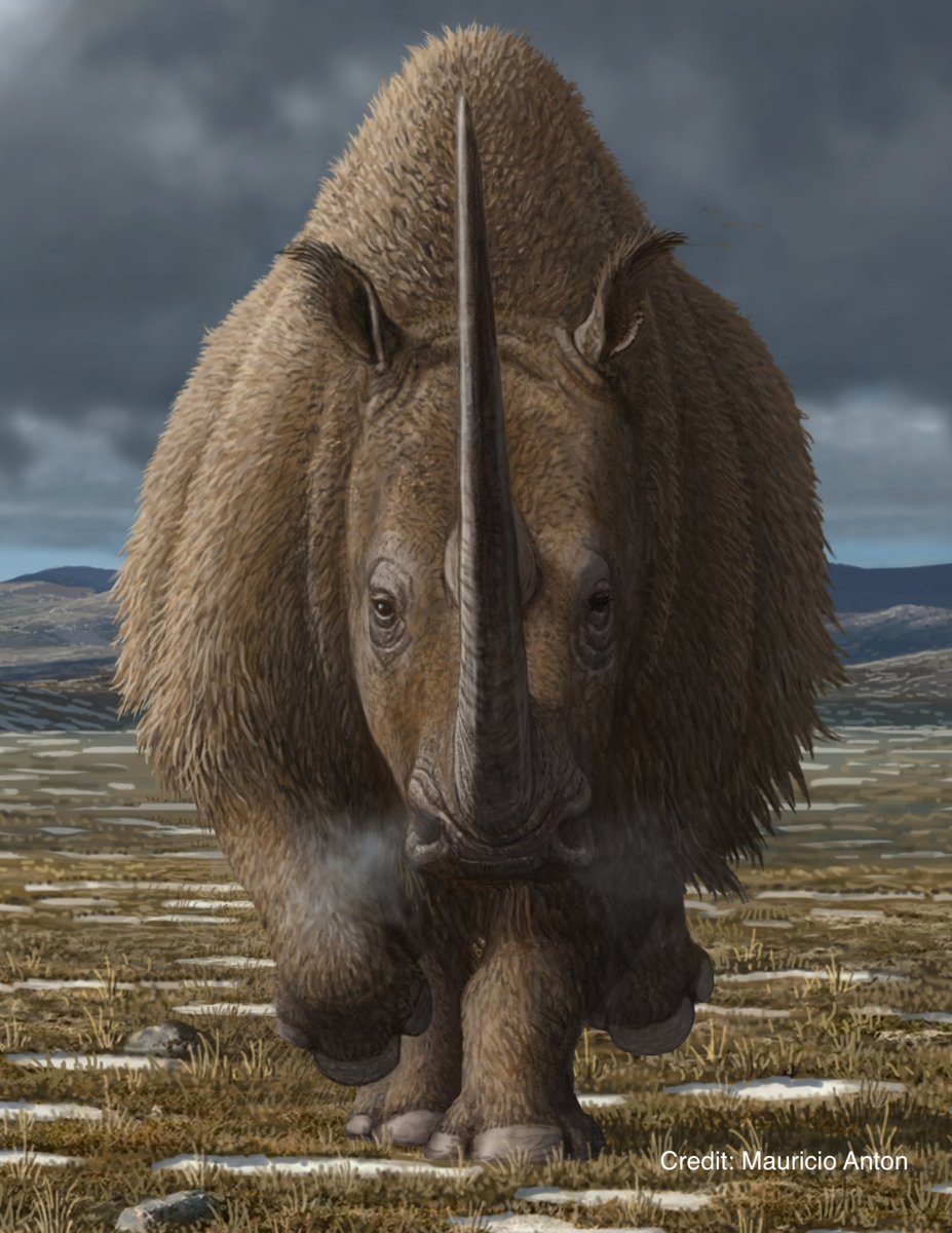 Our study published today in <a href="/PNASNews/">PNASNews</a> 
solves mystery of woolly rhinoceros' #extinction providing important #conservation lessons for living rhinos threatened by hunting, habitat loss &amp; #climate change. Super effort team!
pnas.org/doi/epdf/10.10…
#Ecology #Paleo #DNA #IUCN