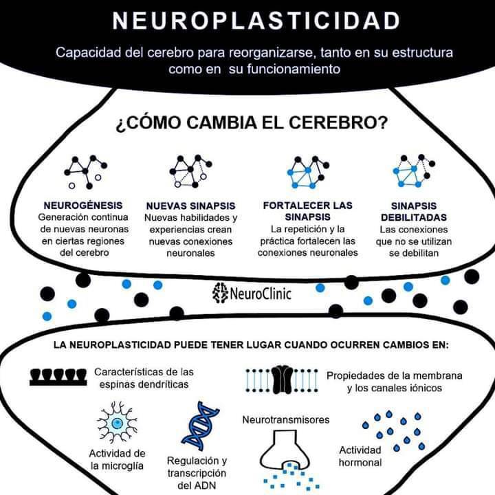La plasticidad cerebral es la facilidad que tiene el cerebro de adaptarse 

 Esta adaptación viene dada en forma de aprendizaje, es decir, lo que nos permite aprender

Mecanismos de plasticidad