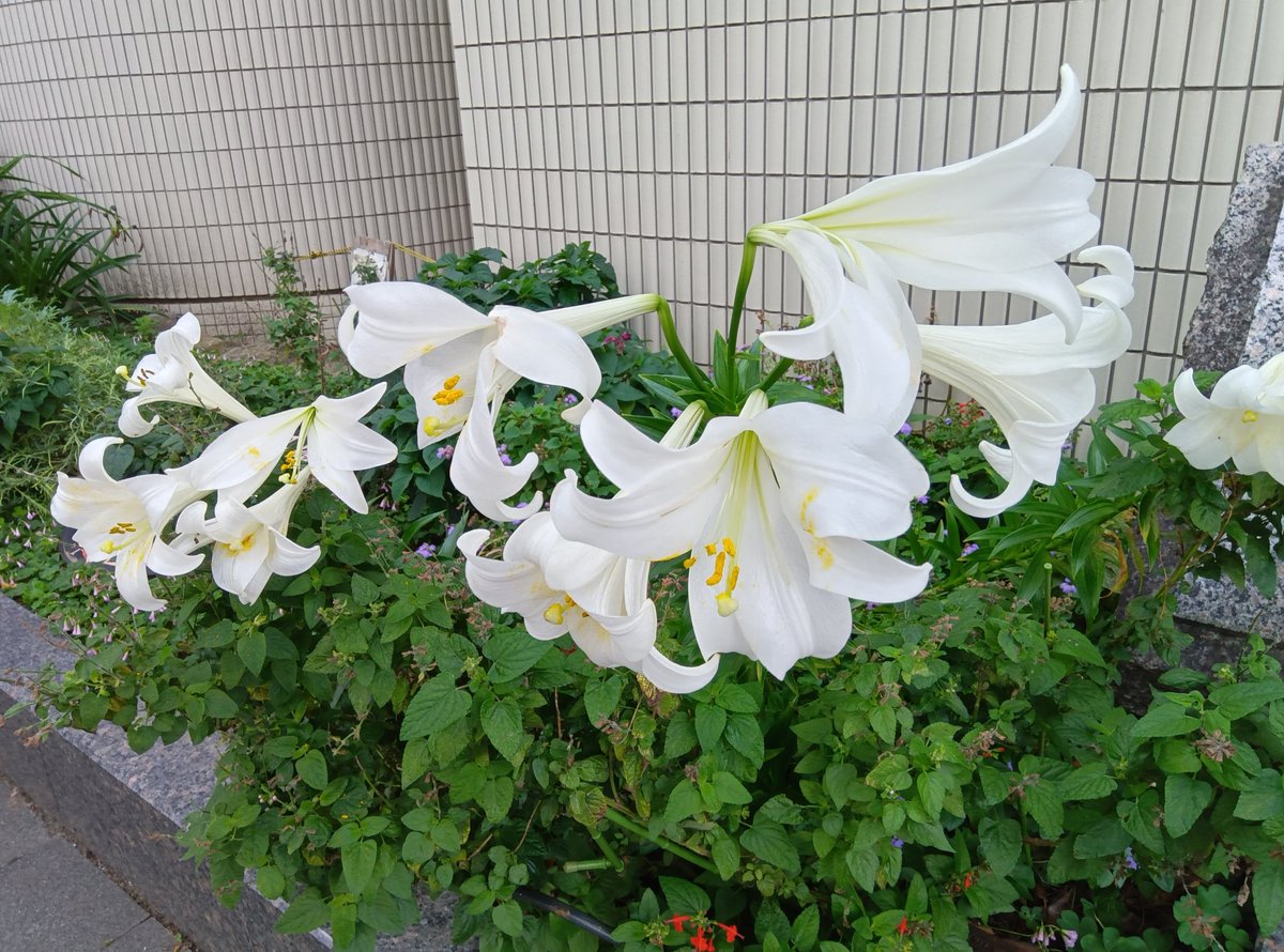 永田町で国民無視の駆け引き続く。
自民党が公明党と維新を天秤にかけつつ巻き込んで利用したのか。
公明党と維新が自民党の弱みに付け込んで存在感を示そうとしたのか。
いずれにせよ、政治資金規正法自民党修正案は本質を避けた抜け穴修正案。
立憲民主党と国民民主党は愚直に国民の怒りに応えよう！