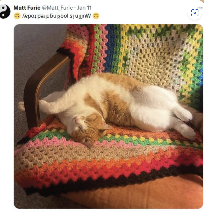 MUFFINCATonSOL's tweet photo. @lynk0x $MUFFIN matt furies cat https://t.co/MxSmVIpOjG