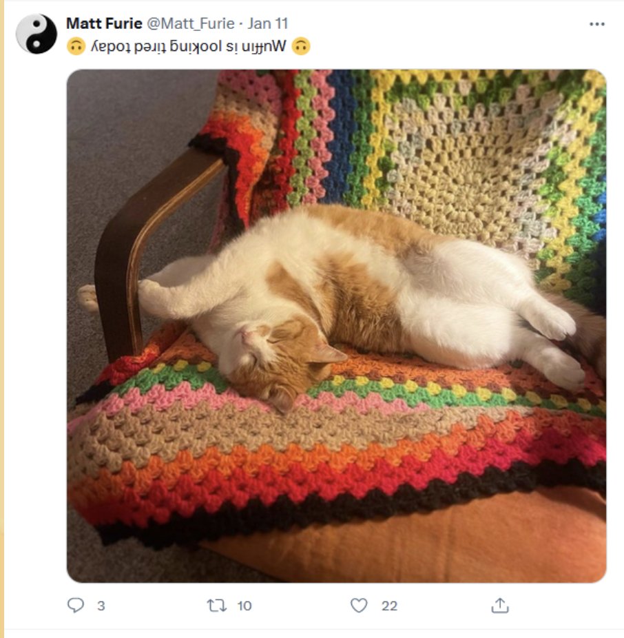 MUFFINCATonSOL's tweet photo. @MonstersCoins $MUFFIN  matt furies cat , new #CTO https://t.co/kn2rho9YGC