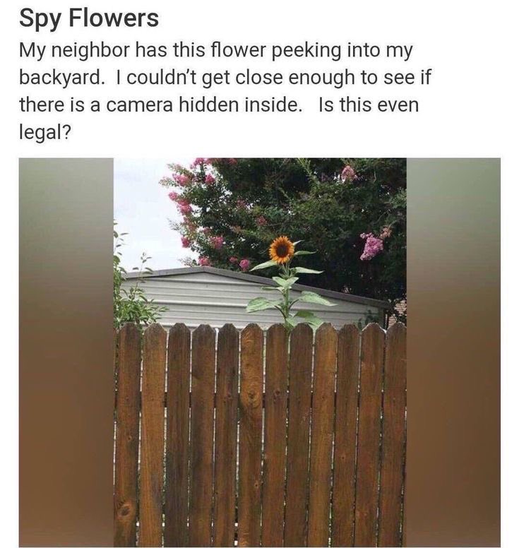 bestofnextdoor's tweet image. "SPY FLOWERS" 👀