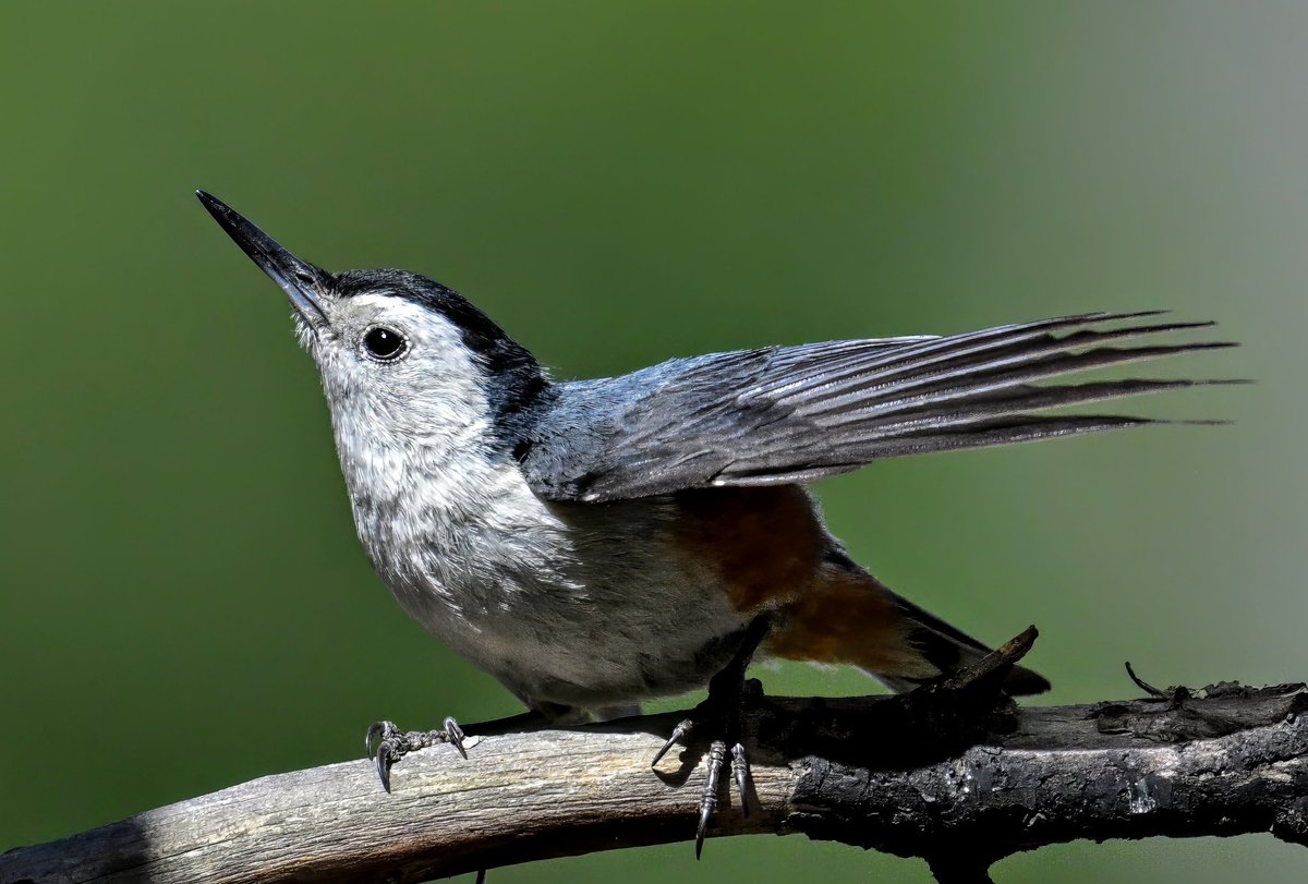 avian_trails's tweet photo. White-cheeked Nuthatch 
Chhitkul, Himachal Pradesh 
May 2024 https://t.co/JcMoeKFpvk