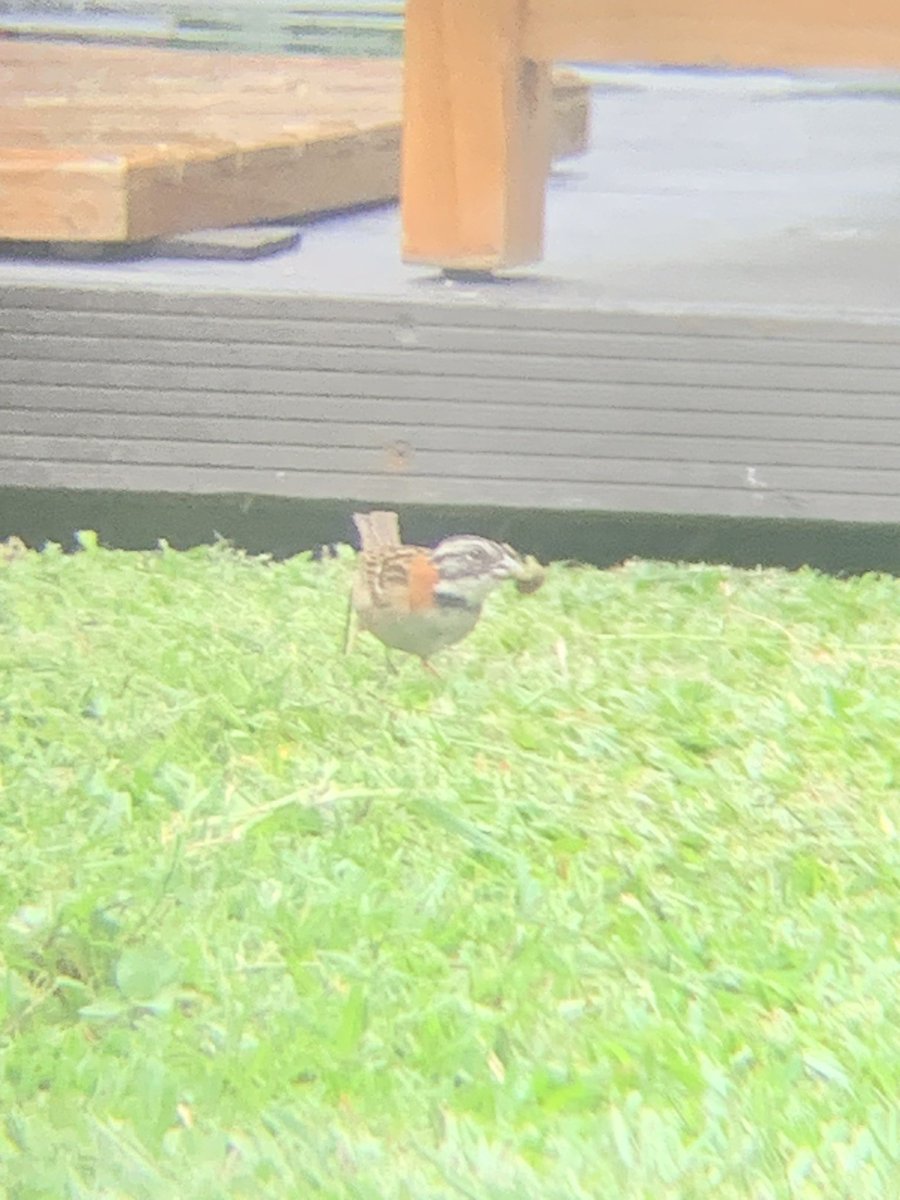 Arrived in Costa Rica
8 lifers today. 
Image, Rufous Collared Sparrow. 
ebird.org/checklist/S179…