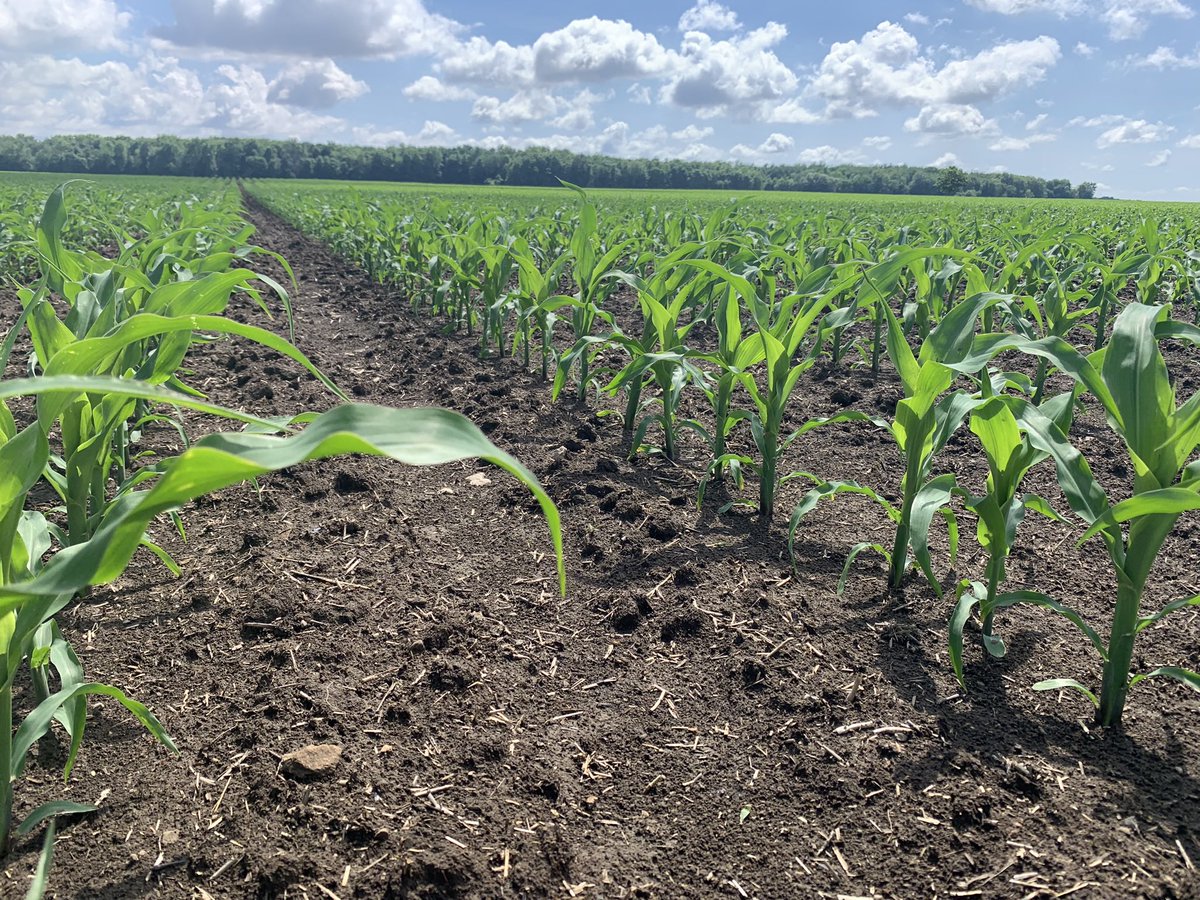 This weed-free field is brought to you by CORVUS herbicide. <a href="/Bayer4CropsCA/">Crop Science Canada</a> #itsgrowtime #ontag