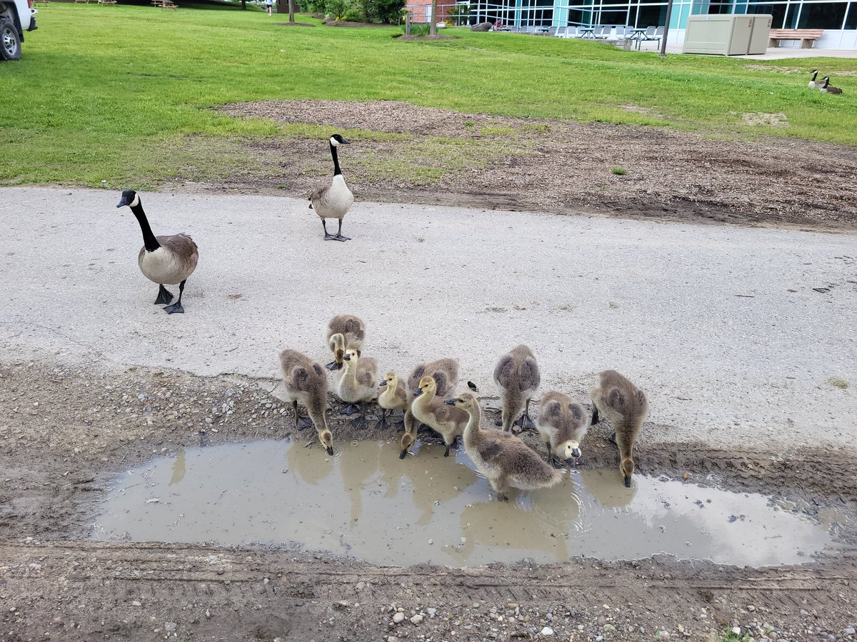 Happy Pride!    

Great to see the Gaggle of Geese back <a href="/UWaterloo/">University of Waterloo</a> today reminding folks that everyone belongs here.  

#UWaterlooPride #Pride #UWaterloo