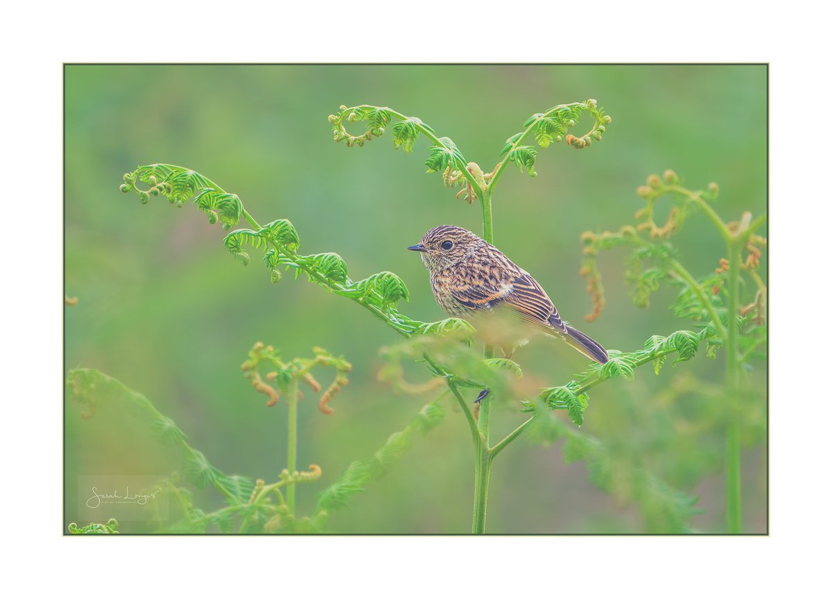 MiradorDesign's tweet photo. New #Sharemondays2024 #fsprintmonday #WexMondays
Newly #fledged stonechat in the new growth of #bracken at #ThursleyCommonNNR last week! #nature #wildlife #birding #Spring #new @BBCSpringwatch https://t.co/lSr2Ujt5wf