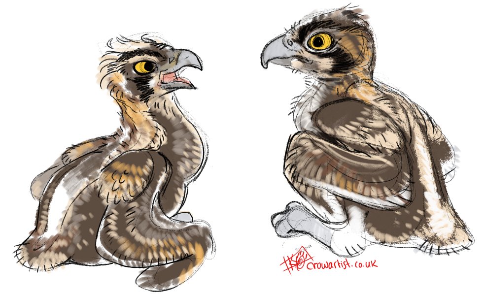 Small doodles of Osprey chicks!