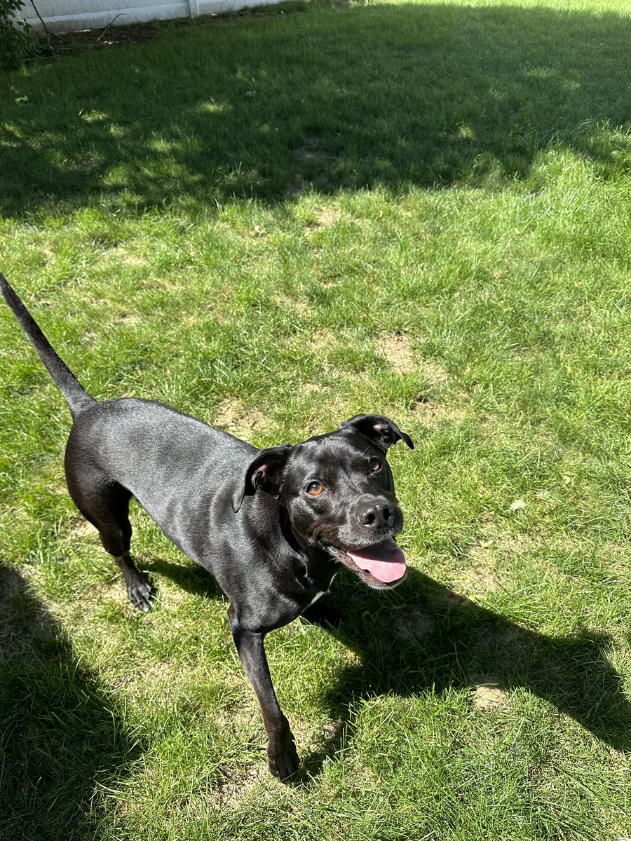 TheRadarPup's tweet photo. “What pollen, dad?!” https://t.co/E7gU1vvzkv
