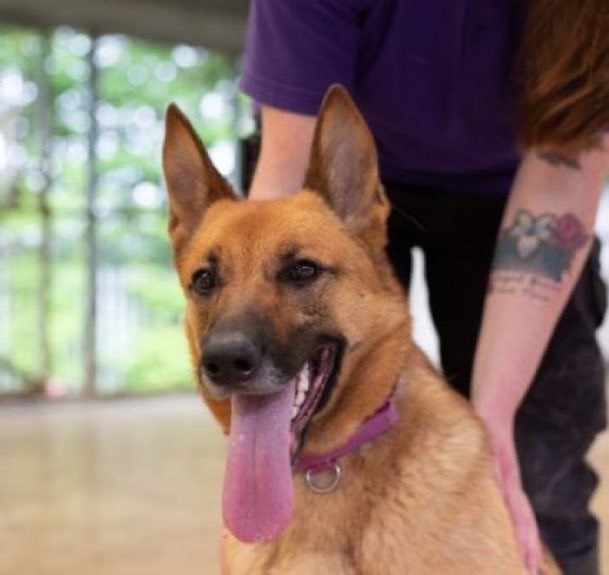LisaClareRead2's tweet photo. Lovely Luna is on the lookout for her experienced adult only pet free home. Please see details below on adopting her, she so deserves a home to call her own.
Thank you ππΎπ
#AdoptDontShop #k9hour #rehomehour #GSDX #Lanarkshire #Scotland #dogs
https://t.co/3ZtHuezkNJ https://t.co/HiDBoJHaNk