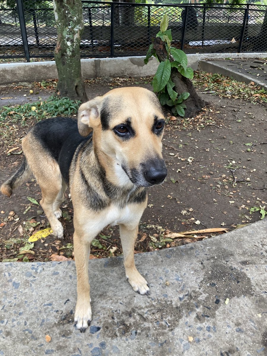 escovargabriela's tweet photo. La gente maravillosa que va al Parque del Este, la alimenta y la quiere. Esta semana será esterilizada  y la cuidarán por 5 días. Ella es Felicia, todavía esperando por un hogar.❤️ 

Si saben de alguien que la quiera adoptar, el contacto es el profesor Felix, en el parque. https://t.co/rurmpQu1Gy