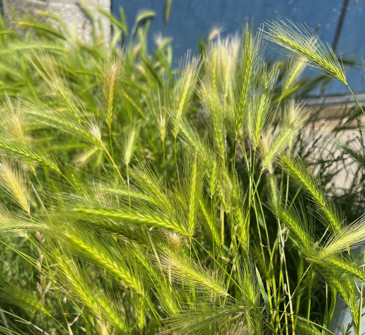 Ha hondenbezitters in <a href="/Gem_Wassenaar/">Gemeente Wassenaar</a>! Als wij nu #allemaal, bij elke wandeling een handvol groene  #grasaren uit de grond trekken en in de groenbak gooien, scheelt dat straks vast veel hondenleed en rekeningen van de dierenartsen.