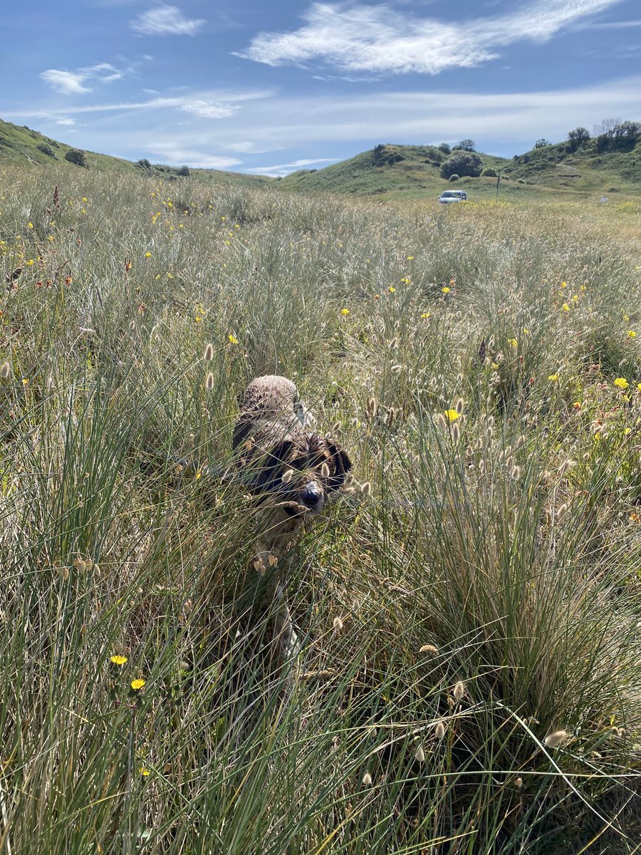 stocksy71's tweet photo. Itβs a Springer thing! #Fluffinator https://t.co/oceJpPmtrb