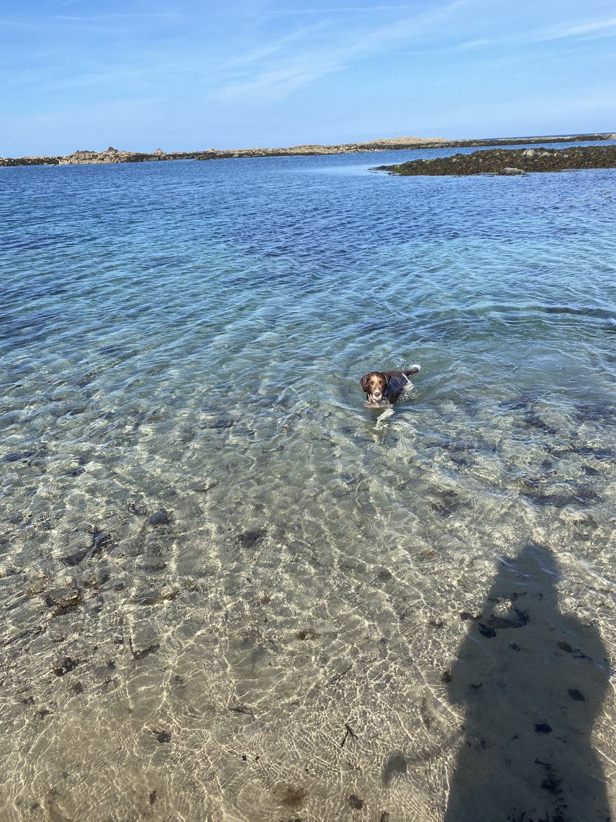 stocksy71's tweet photo. Itβs a Springer thing! #Fluffinator https://t.co/oceJpPmtrb
