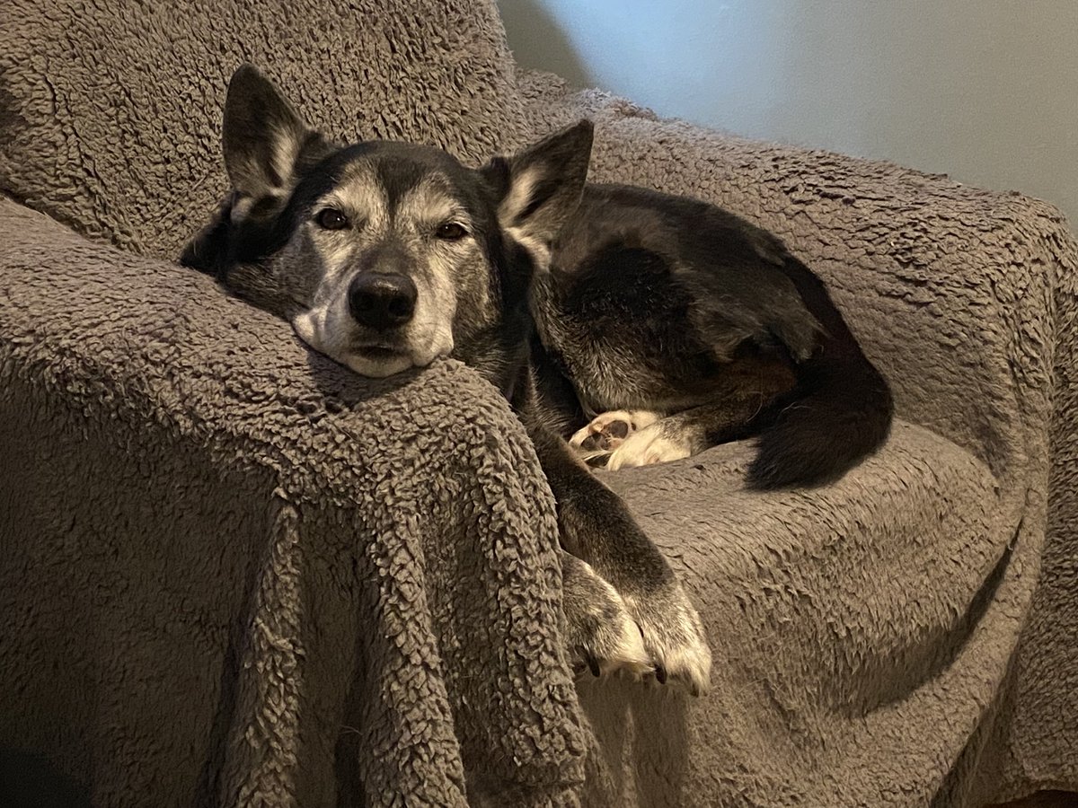 This is what I see when I swivel my chair around after a WebEx meeting.  What a sweet face.  Chimo.