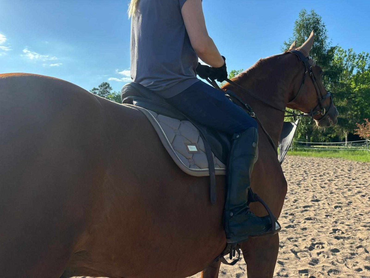 Anitasande00's tweet image. Back in work...💥💥💥
#soonshowtime and Asaddle, of course,takes more and more of my time.
#AsAddle #Acollection

#mylife #dubai
I'm born #norway #bergen

anitasande.ae