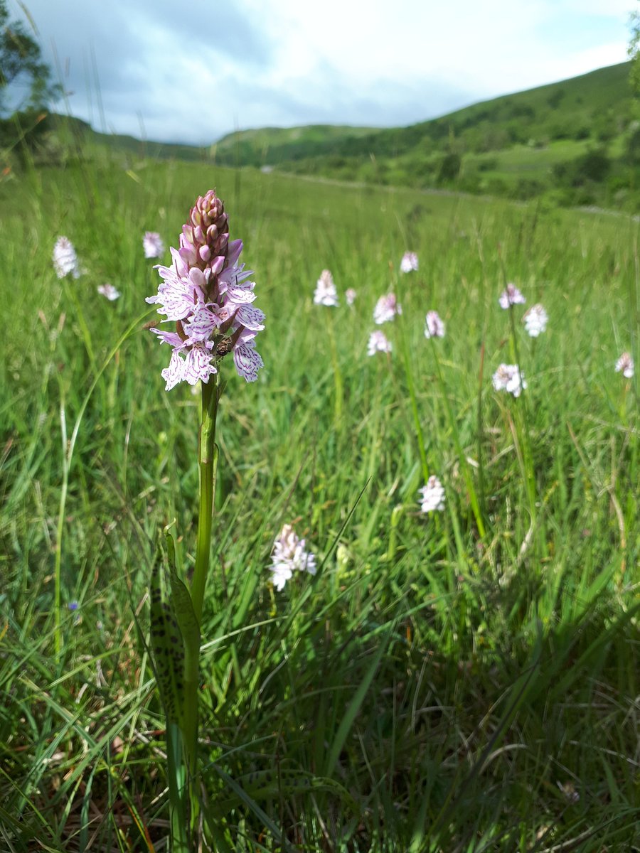 KJ_H4wkins's tweet photo. Day 3 #30DaysWild and #BreakfastOutside.
A camping breakfast, twisting trees, common spotted-orchids and yellow map (?) lichen! Another fab day outside!! https://t.co/ZhH4QWXLCM