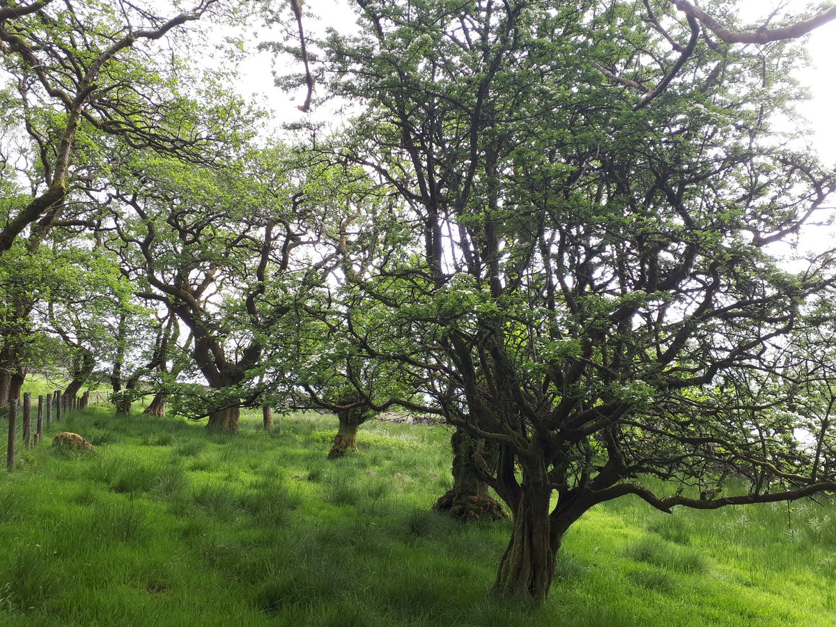 KJ_H4wkins's tweet photo. Day 3 #30DaysWild and #BreakfastOutside.
A camping breakfast, twisting trees, common spotted-orchids and yellow map (?) lichen! Another fab day outside!! https://t.co/ZhH4QWXLCM