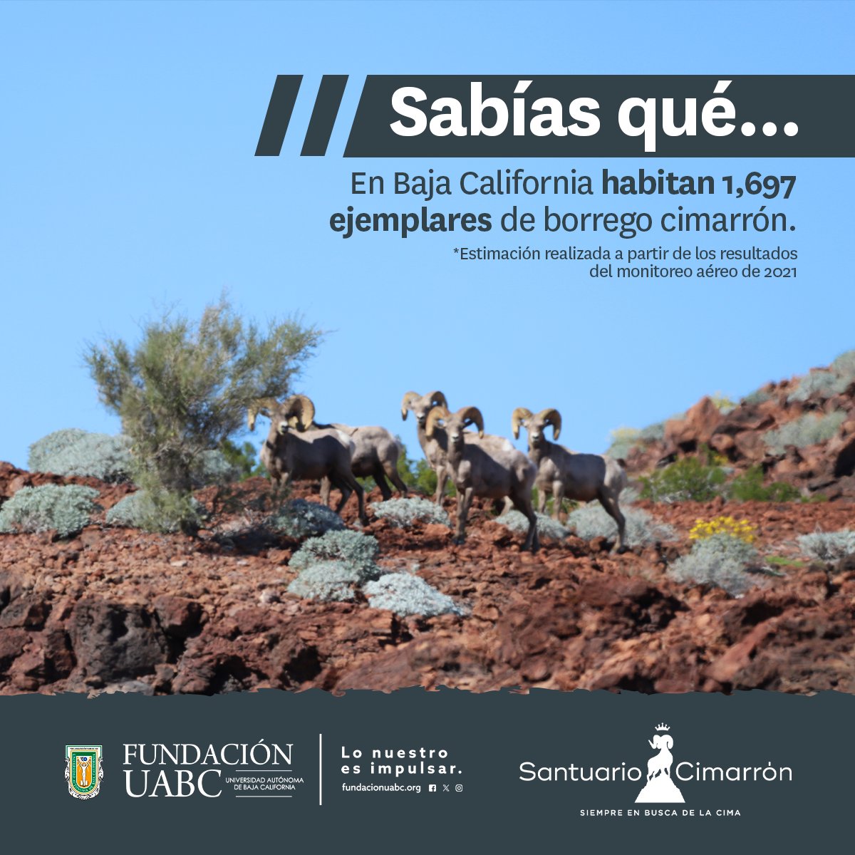 FundacionUABC's tweet photo. 🌟 ¡Dato Curioso! 🐏
En Baja California habitan 1,697 ejemplares de borrego cimarrón de acuerdo con el monitoreo aéreo de 2021. 🌄🛩
En el Santuario Cimarrón, trabajamos para proteger y conservar esta increíble especie. 🌿🛡

#SantuarioCimarrón #FUABC https://t.co/GBpD1coPDW