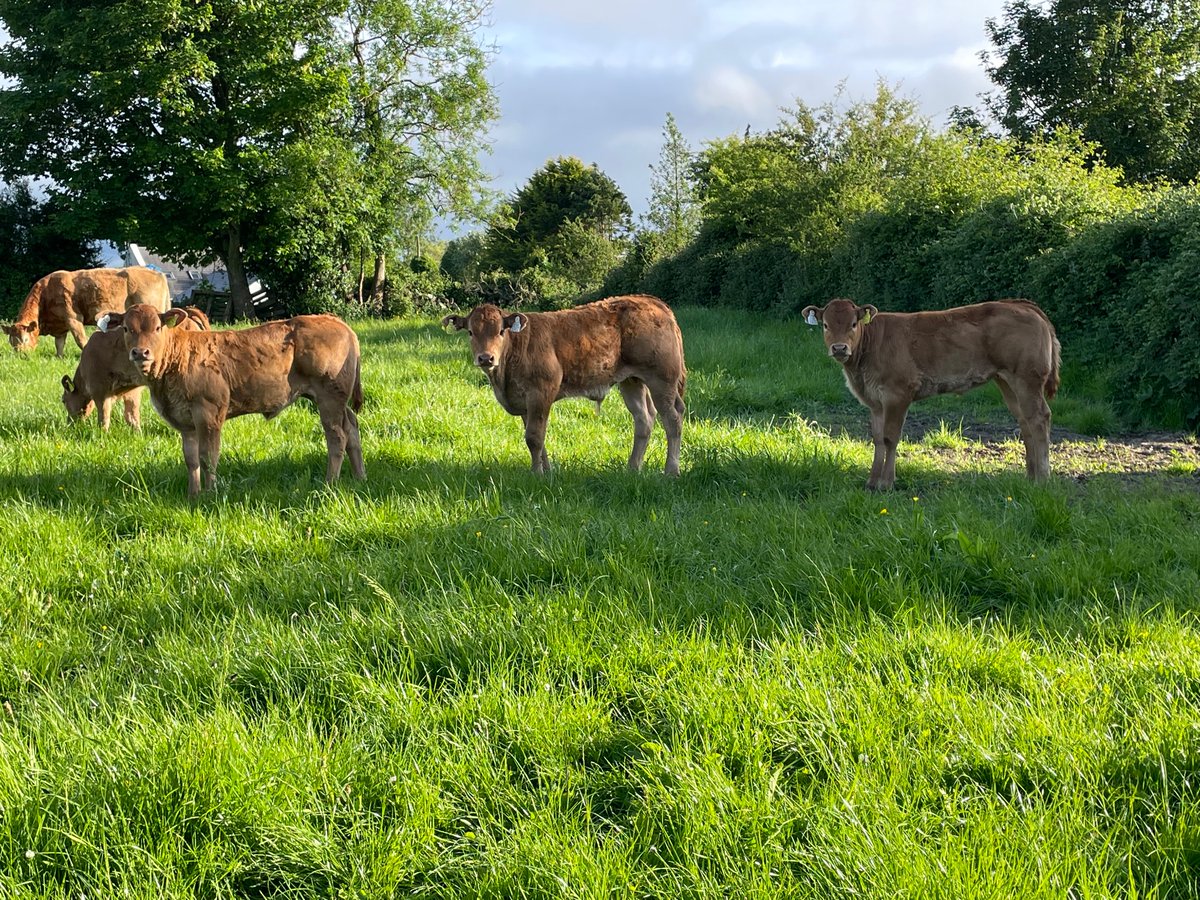 oneille123's tweet photo. Selection of this years purebred calves. Mostly from my Mereside Godolphin stockbull. https://t.co/fzxqPZhA06
