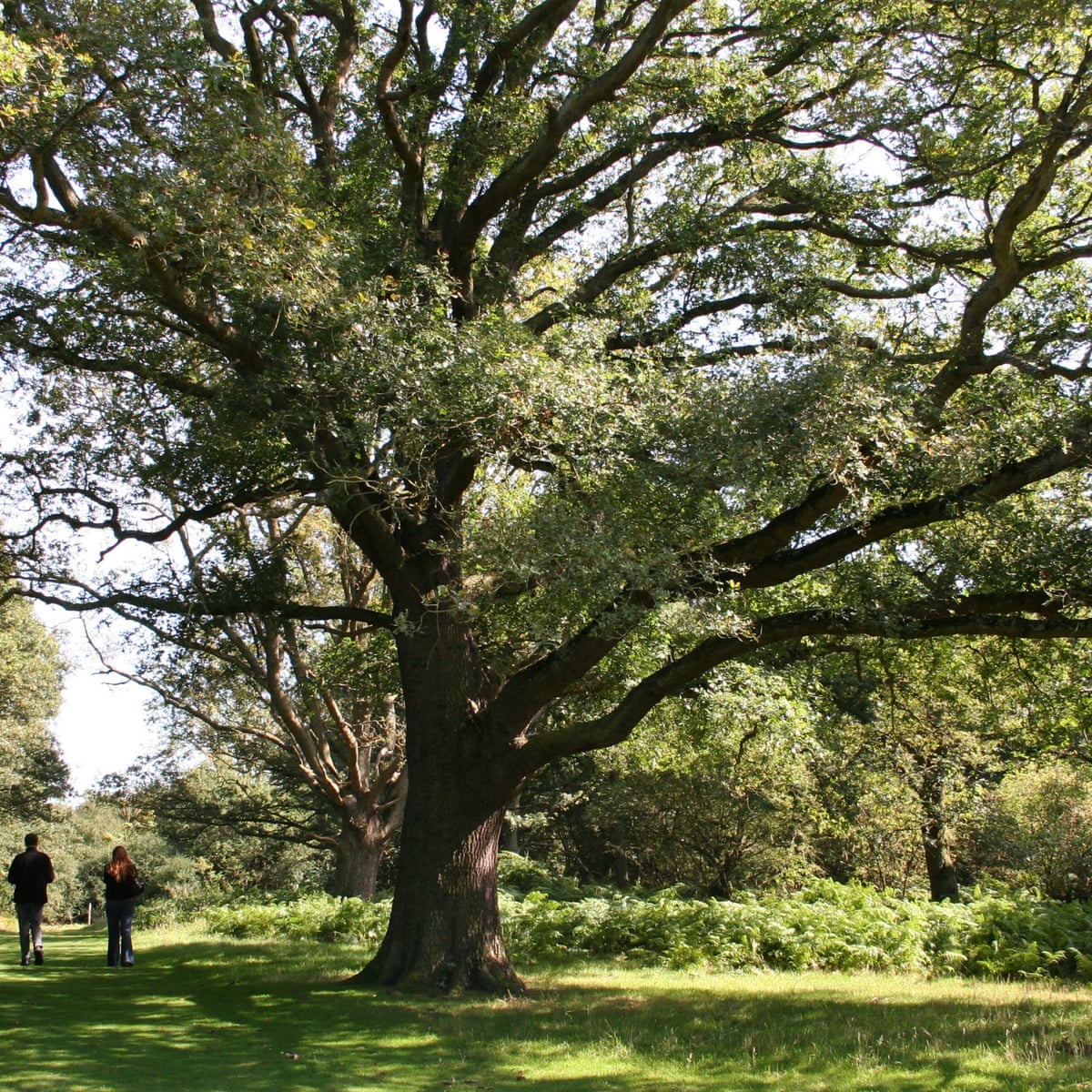 Treemissions tweet media