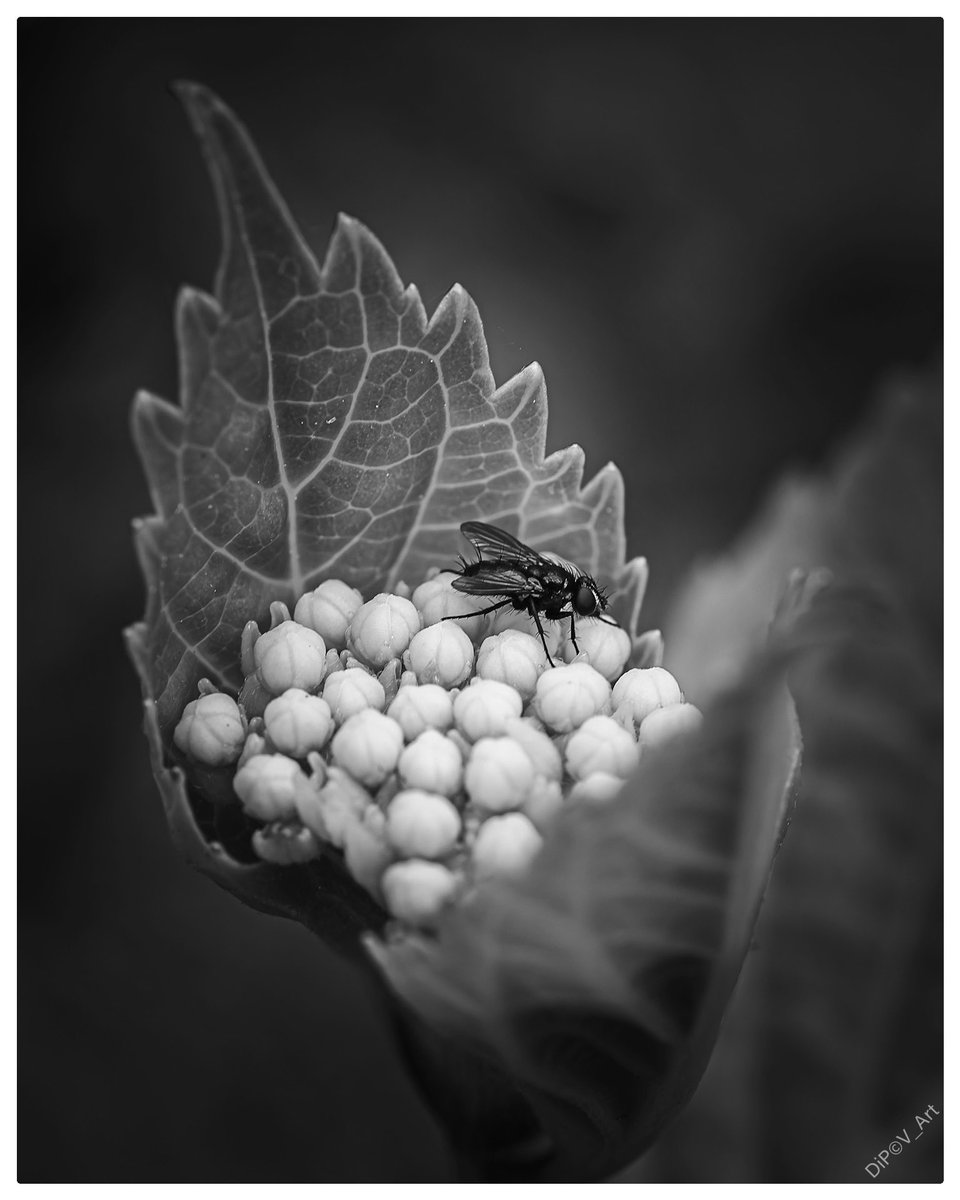 DiPOV_ART's tweet photo. Small world #fly #flower #blackandwhite #photography #nature https://t.co/IypiVfgJUu