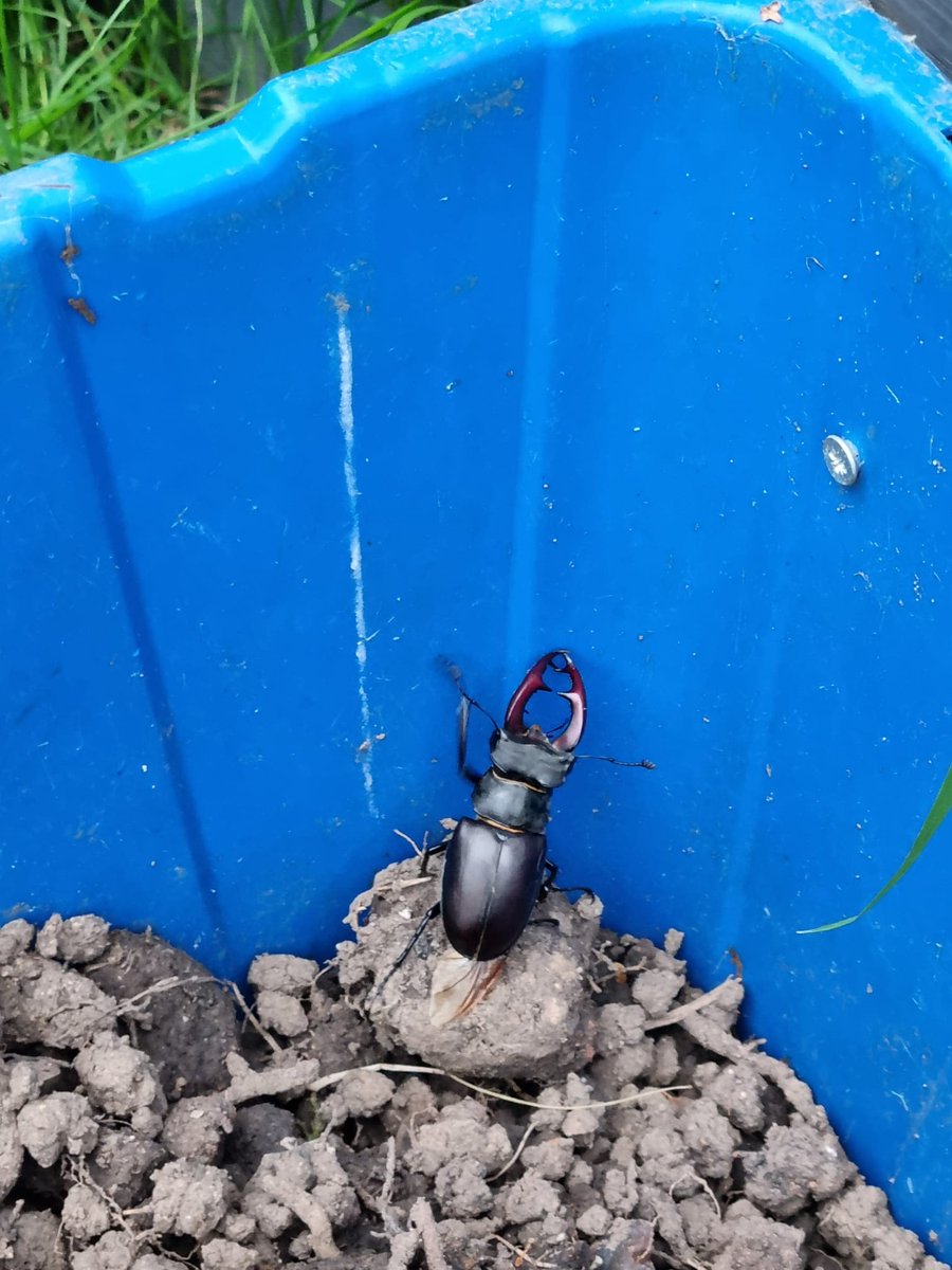 PinderJim's tweet photo. @ChrisGPackham @suffolkwildlife @Britnatureguide @NatGeo @michaelastracha @EssexWildlife @SteveBackshall Finally, our stag beetles are out in Leavenheath! https://t.co/MuDrUSDbgq