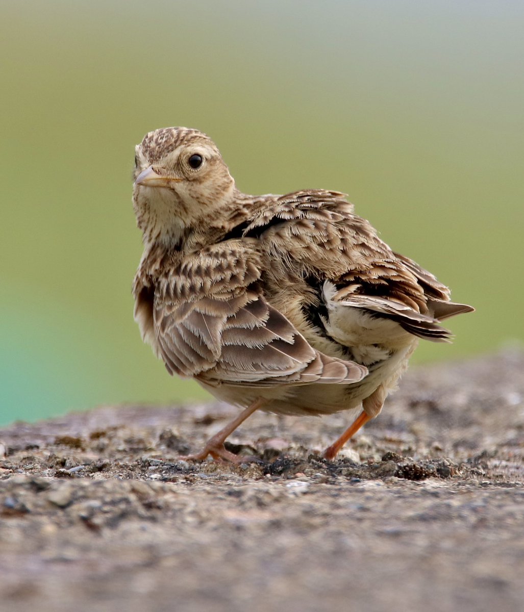 Have you ever seen the #skylarks at #Fairbourne <a href="/IoloWilliams2/">Iolo Williams</a> <a href="/BBCSpringwatch/">BBC Springwatch</a>