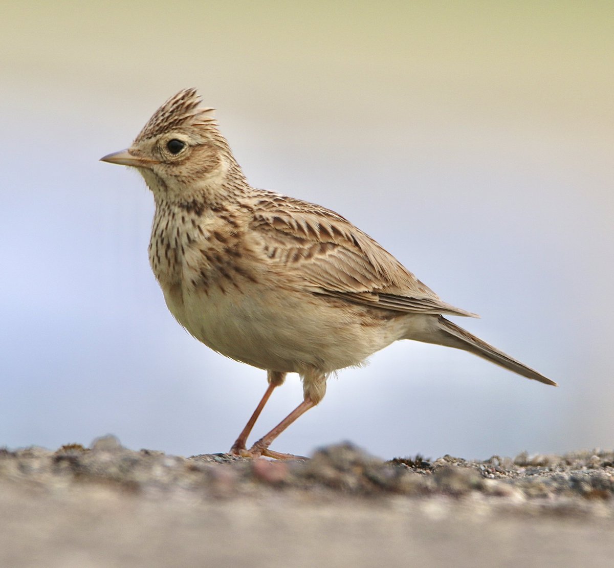 AitchEllePea's tweet photo. Have you ever seen the #skylarks at #Fairbourne @IoloWilliams2 @BBCSpringwatch https://t.co/YrBlOZ4uj8