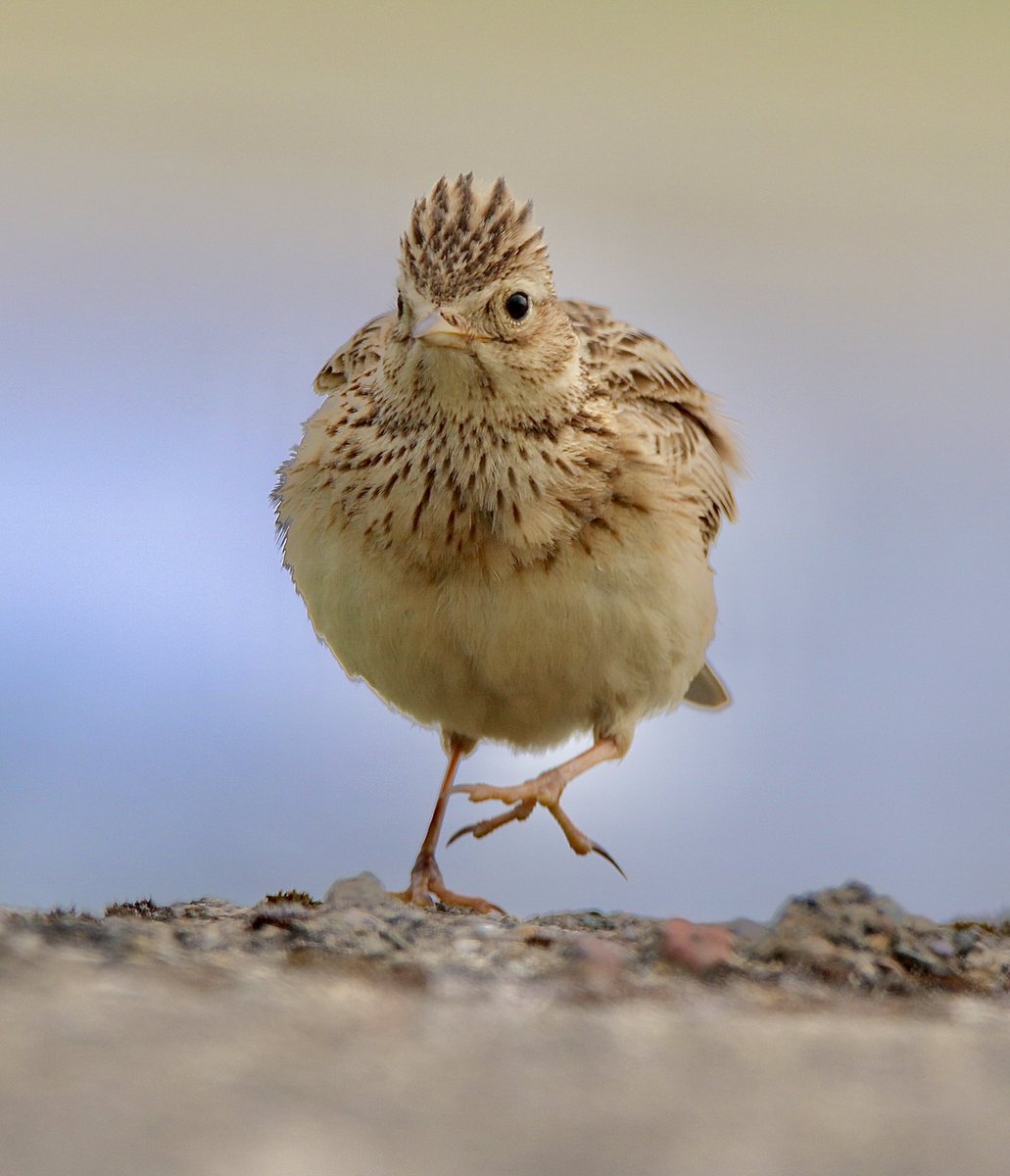 AitchEllePea's tweet photo. Have you ever seen the #skylarks at #Fairbourne @IoloWilliams2 @BBCSpringwatch https://t.co/YrBlOZ4uj8
