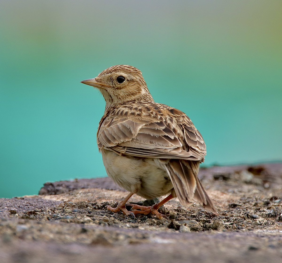 AitchEllePea's tweet photo. Have you ever seen the #skylarks at #Fairbourne @IoloWilliams2 @BBCSpringwatch https://t.co/YrBlOZ4uj8